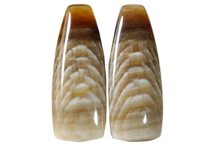 Petrified Wood (Sycamore) Cabochon Pair #171344